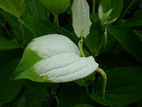 s-DSC06221.jpg