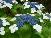 s-DSC06223.jpg