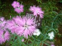 s-DSC06225.jpg
