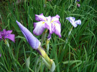 s-DSC06206.jpg