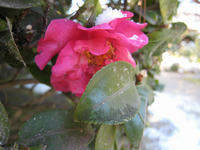 s-IMG_0093.jpg