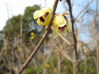 s-IMG_0130.jpg