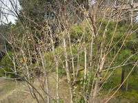 s-IMG_0131.jpg