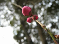 s-IMG_0136.jpg