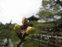 s-IMG_0030.jpg