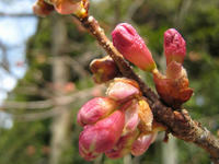 s-IMG_0043.jpg