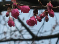 s-IMG_0010.jpg