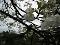 s-IMG_0006.jpg