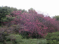 s-IMG_0020.jpg