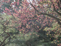 s-IMG_0051.jpg