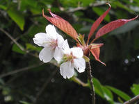 s-IMG_0025.jpg