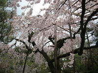 s-IMG_0110.jpg