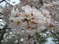 s-IMG_0112.jpg