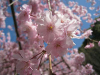 s-IMG_0859.jpg