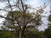 s-DSCN1313.jpg
