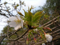 s-DSCN1315.jpg