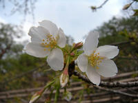 s-DSCN1321.jpg
