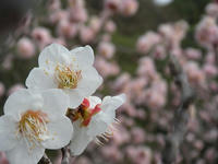 s-DSCN1334.jpg