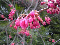s-DSCN1375.jpg