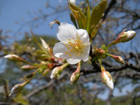 s-DSCN1418.jpg