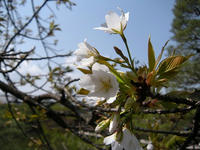 s-DSCN1419.jpg