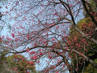 s-DSCN1423.jpg