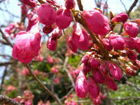 s-DSCN1425.jpg