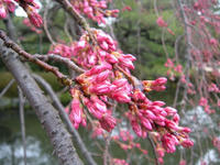 s-DSCN1440.jpg