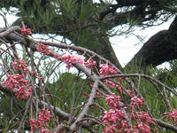 s-DSCN1442.jpg