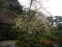 s-DSCN1446.jpg