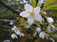 s-DSCN1453.jpg