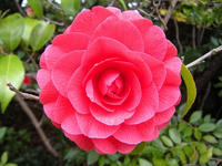 s-DSCN1454.jpg