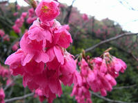 s-DSCN1462.jpg