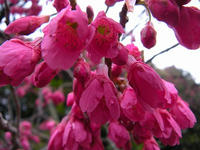 s-DSCN1464.jpg