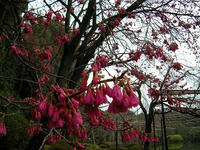 s-DSCN1465.jpg