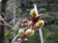 s-DSCN1473.jpg