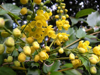 s-DSCN1477.jpg