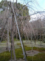 s-DSCN1491.jpg