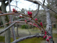 s-DSCN1496.jpg