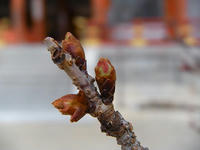 s-DSCN1502.jpg