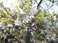 s-DSCN1521.jpg