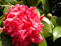 s-DSCN1529.jpg