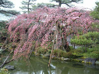 s-DSCN1607.jpg