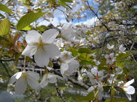 s-DSCN1616.jpg