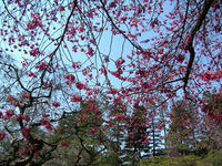 s-DSCN1671.jpg
