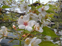 s-DSCN1699.jpg