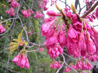s-DSCN1709.jpg