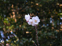 s-DSCN1804.jpg