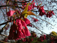 s-DSCN1811.jpg