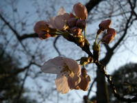 s-DSCN1857.jpg